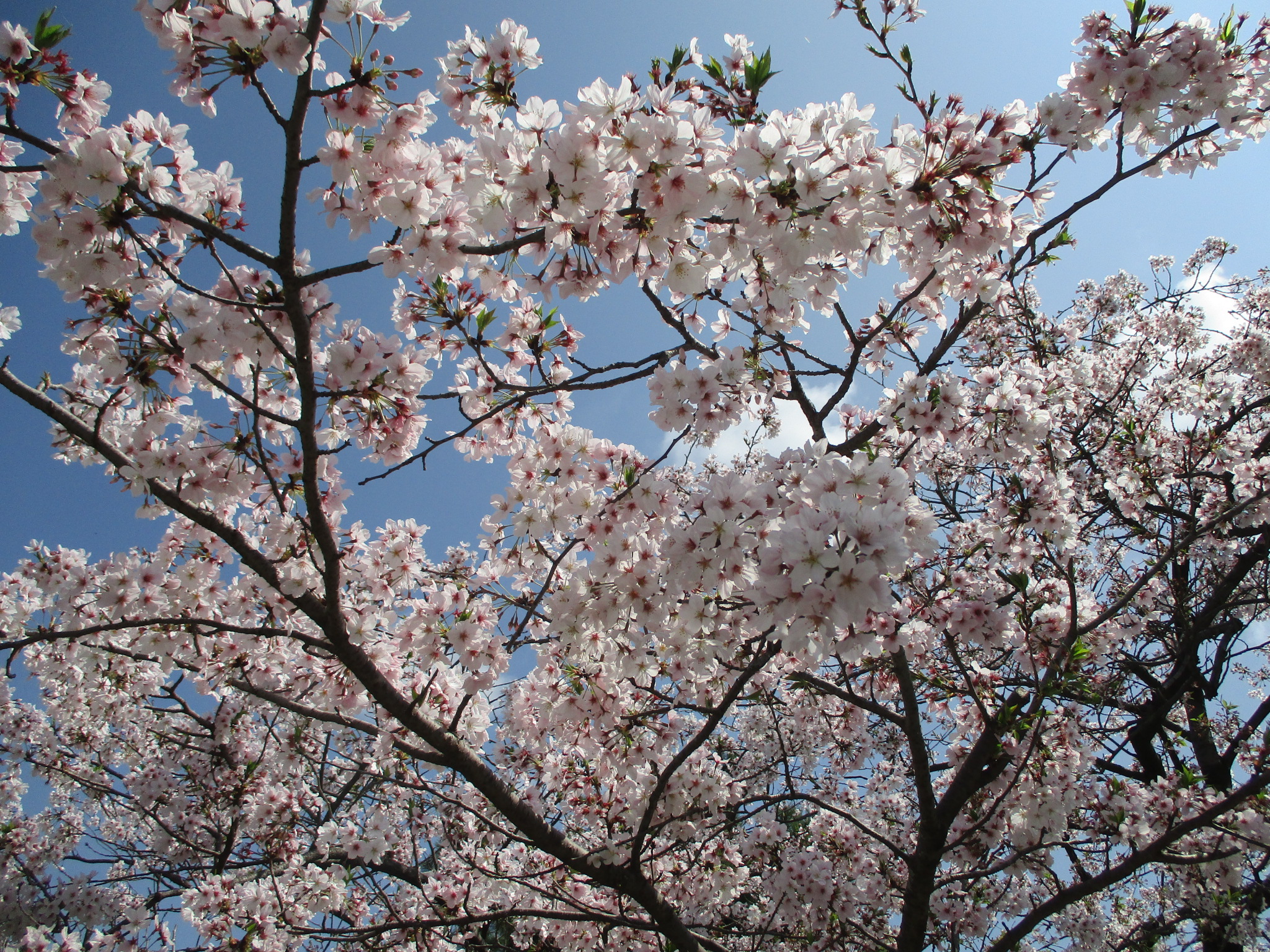 入学おめでとう★