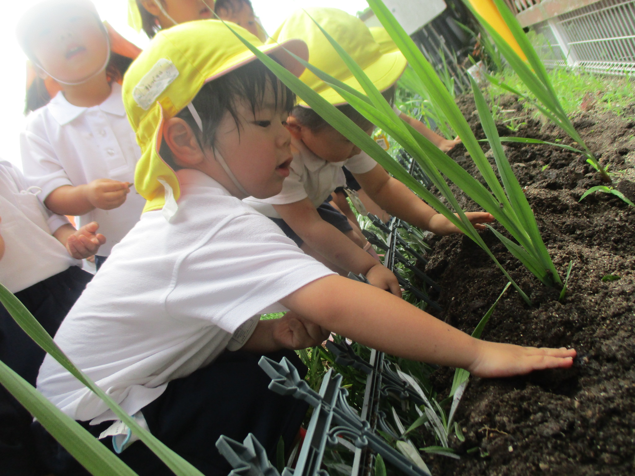 ひまわりの種植え（ひなぎく組）