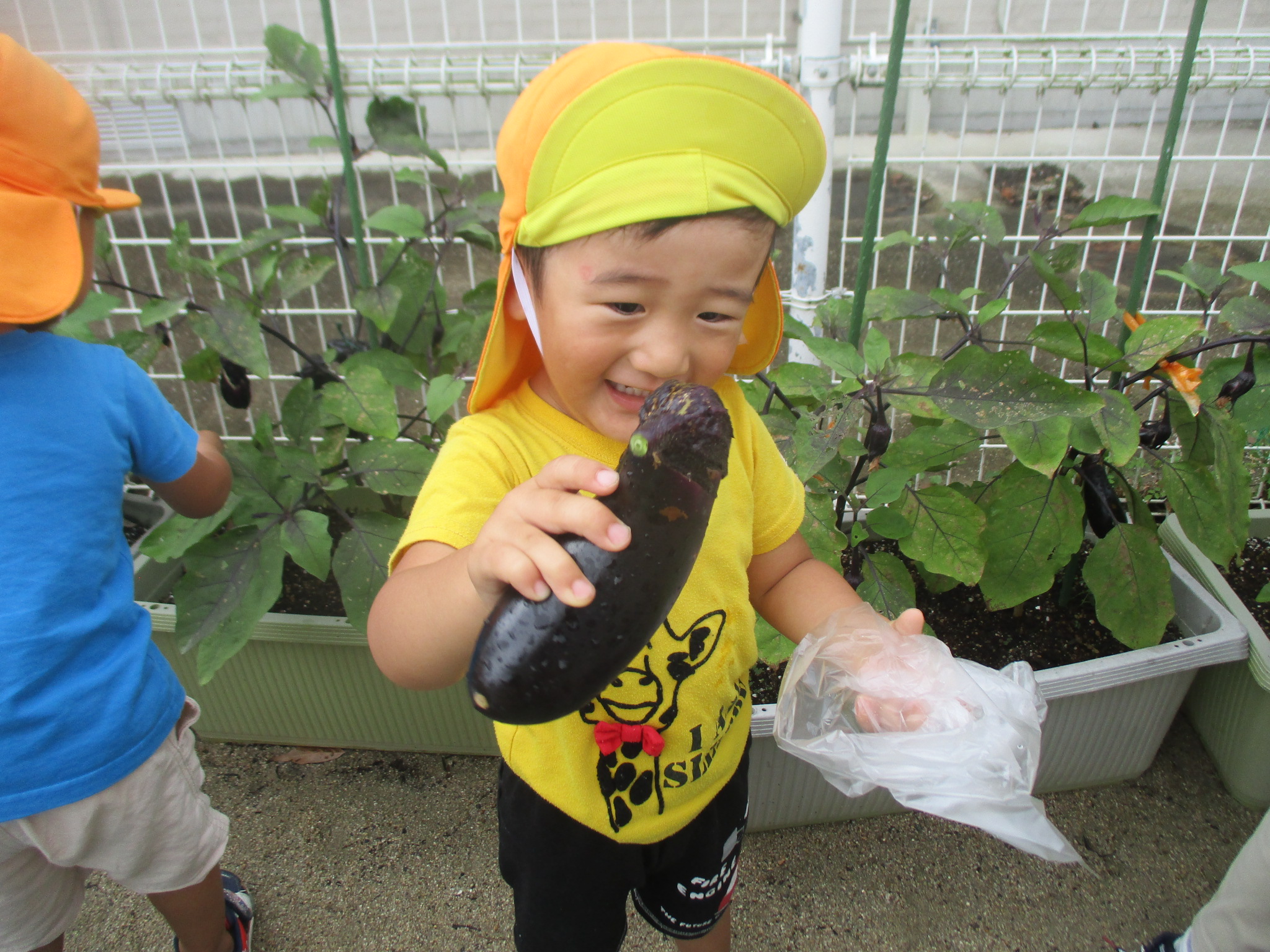 野菜の収穫（2歳児）